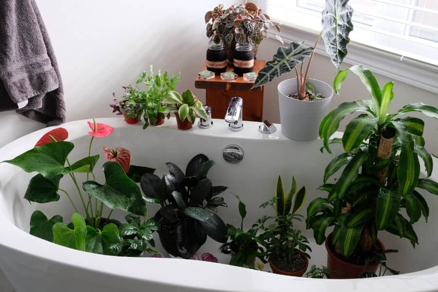گیاهان حمام